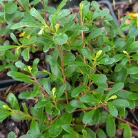Arctostaphylos uva-ursi